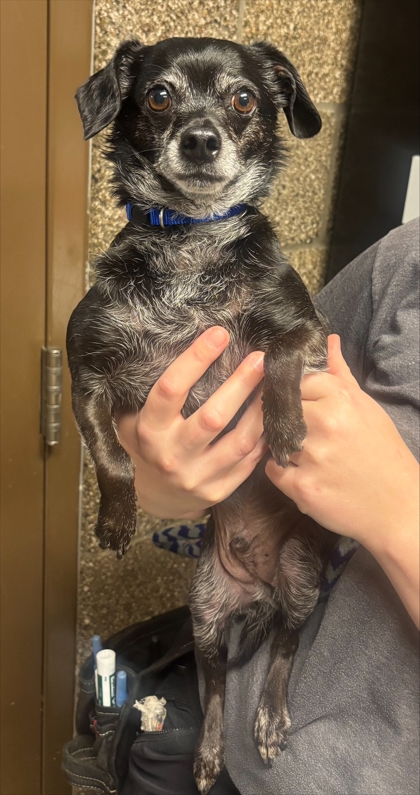 Jackson, adoptable senior Chihuahua, Short Coat/Mix