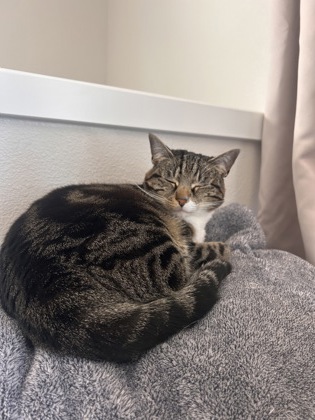 View Remy the Cat Photo #3