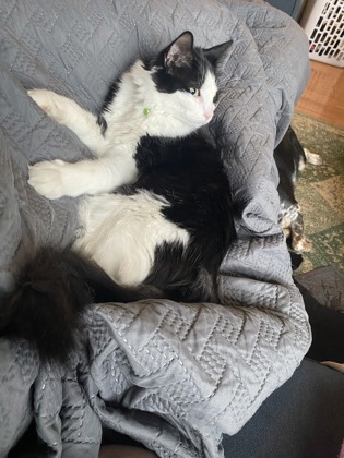 View Timmy the Cat Photo #2