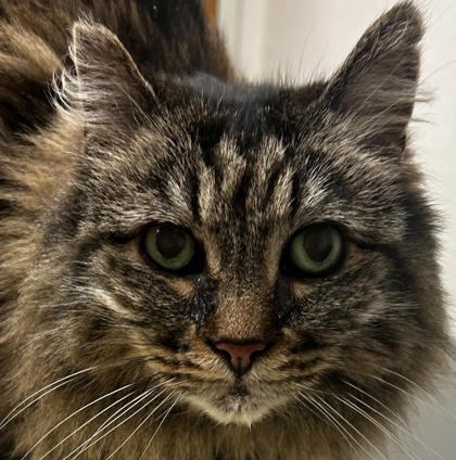 Photo of Charlemagne