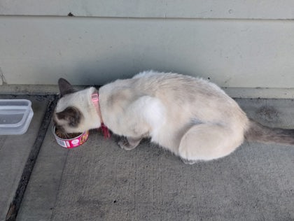 View This Cat Photo #2