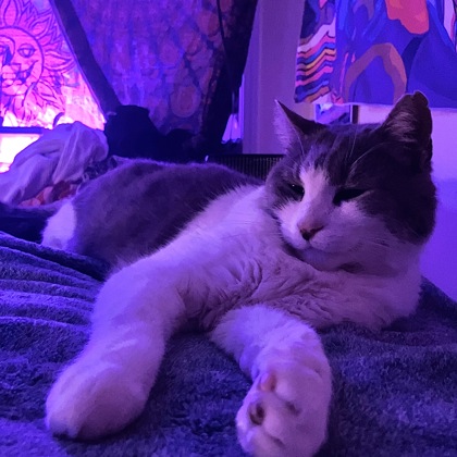 View Charlie the Cat Photo #2