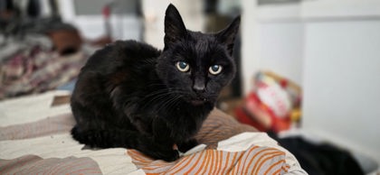 Sheba