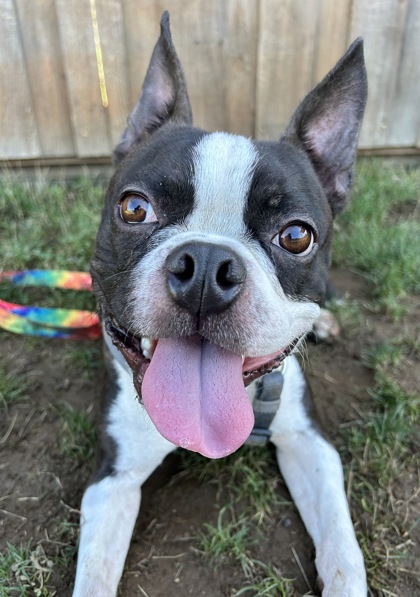 Eugene Emeralds - Stop by our tent at Greenhill Humane Society Bark in the  Park! Say hi to Sluggo and get more info about our dog day!