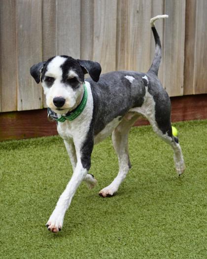 View Farley the Dog Photo #3