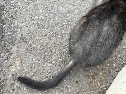 View This Cat Photo #2