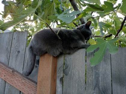 View Lucy the Cat Photo #2