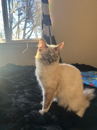 View Kona the Cat Photo #3