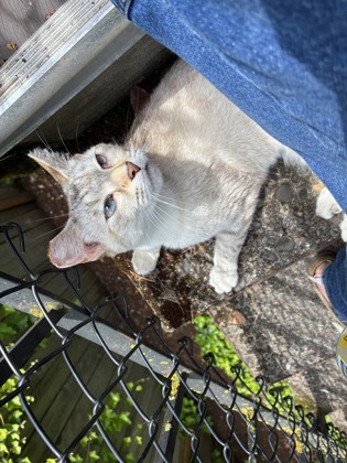 Have You Seen This Cat? 61188903