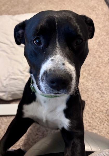 View Thaddeus the Dog Photo #3