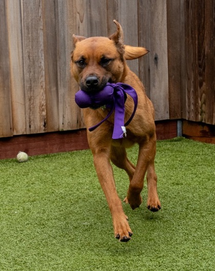 View Spice the Dog Photo #2