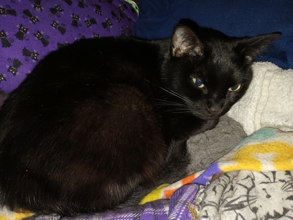 View Hilda the Cat Photo #2