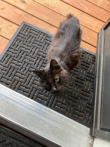 View This Cat Photo #3