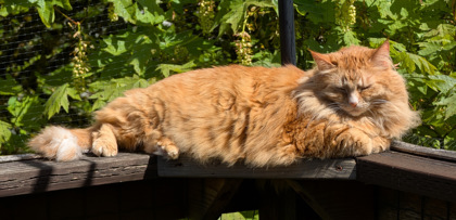 View Khajiit the Cat Photo #2