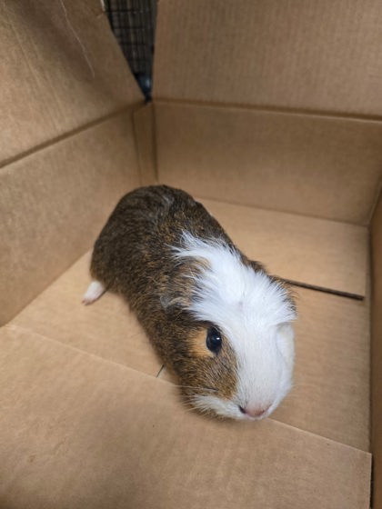 View Leon the Guinea Pig Photo #2