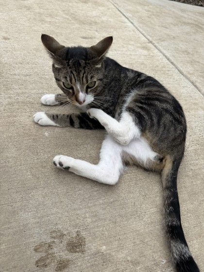 View Willie the Cat Photo #3