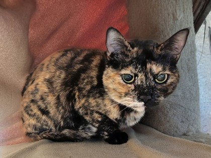 View Merlot the Cat Photo #2