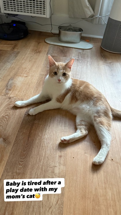 View Cashew the Cat Photo #2