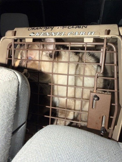 View This Cat Photo #2