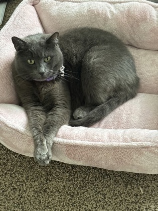 View Kitkat the Cat Photo #3
