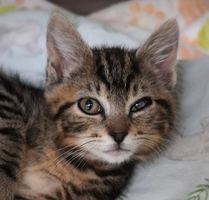 View Happy the Cat Photo #3