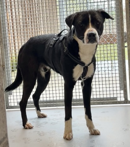 View Keychain the Dog Photo #2