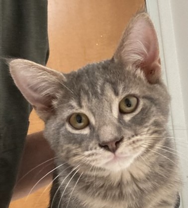 Pepper