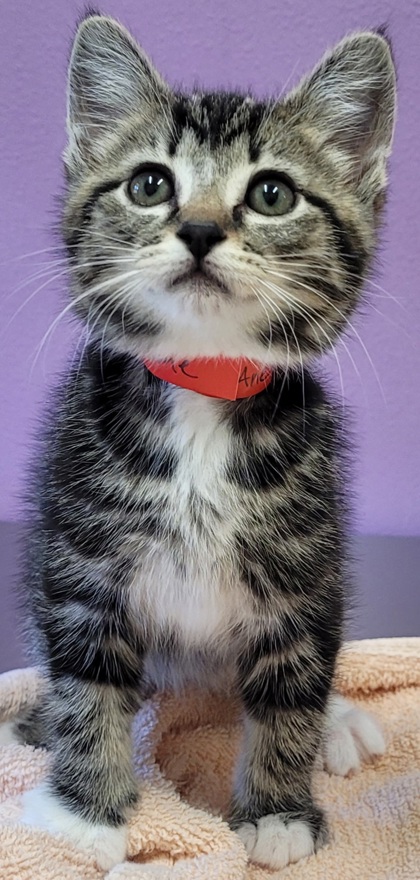 View Stormy the Cat Photo #2