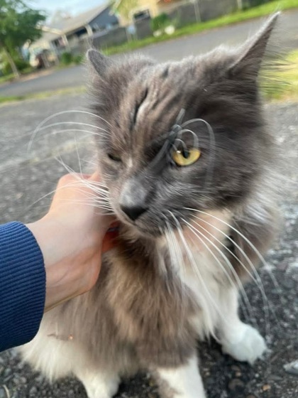 View This Cat Photo #2