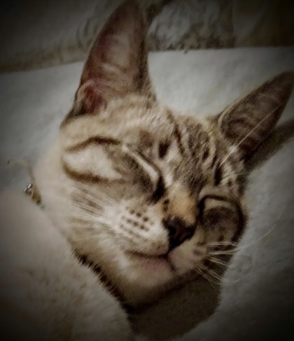 Have You Seen This Cat? 61332505