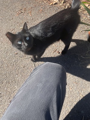 Have You Seen Jet? jet