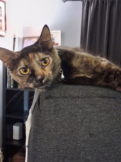 View Rue the Cat Photo #2