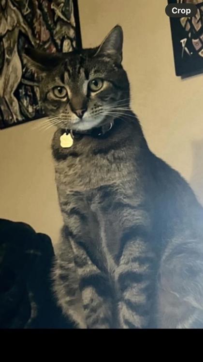 King Kitty