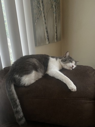 View Charlie the Cat Photo #3