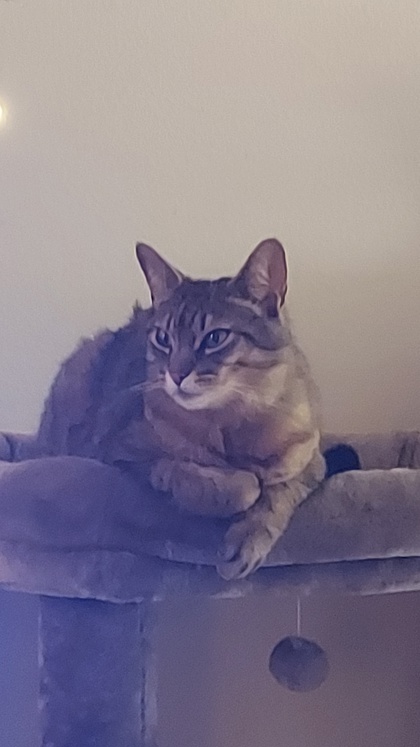 View Spyro the Cat Photo #2