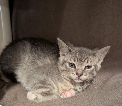 View Dottie Lou the Cat Photo #2