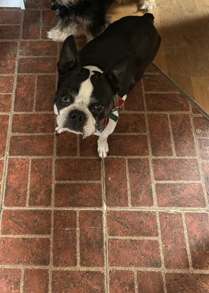 View Junior the Dog Photo #2