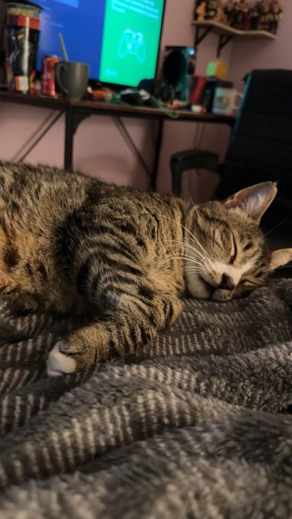 Have You Seen Ollie? Ollie