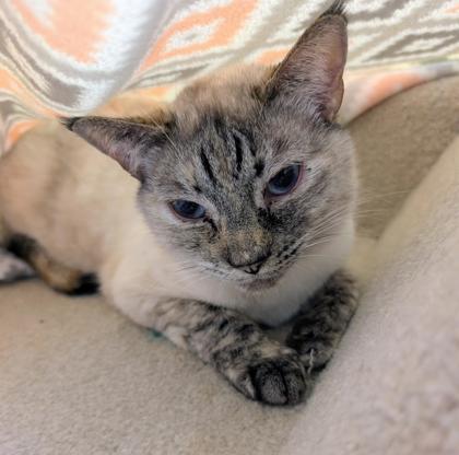 View Champagne the Cat Photo #2