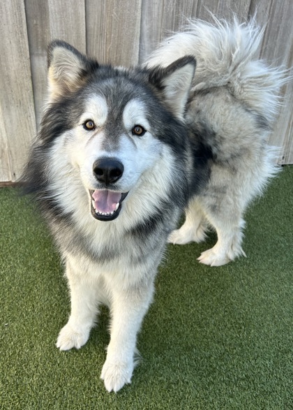 View Bilbo Waggins the Dog Photo #2