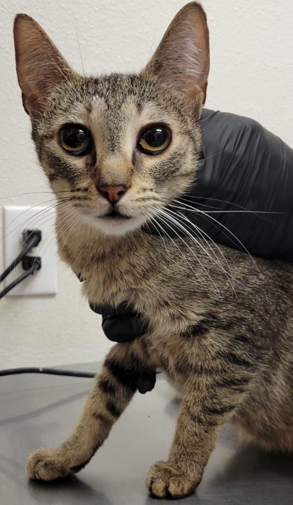 View Greta the Cat Photo #2