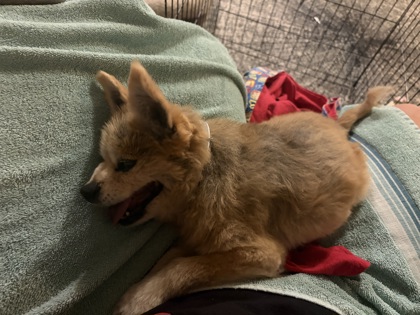 View This Dog Photo #2