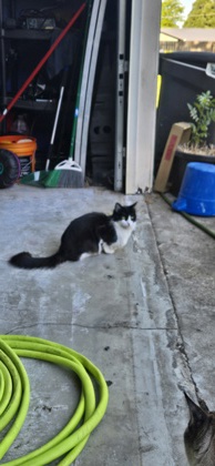 Have You Seen This Cat? 61185475