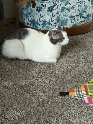 View Marzipan / Sadie the Cat Photo #3
