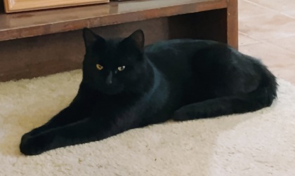 View This Cat Photo #2