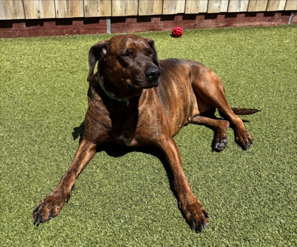 View Tia the Dog Photo #2
