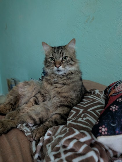 View Abner the Cat Photo #2