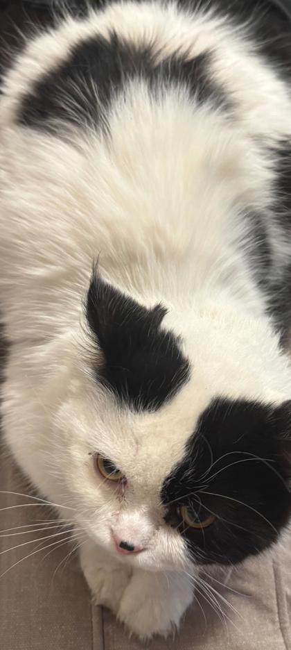 View Gizmo the Cat Photo #2
