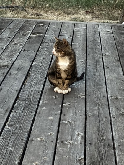 View This Cat Photo #3