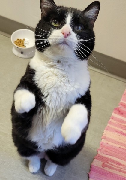 View Glenda the Cat Photo #2